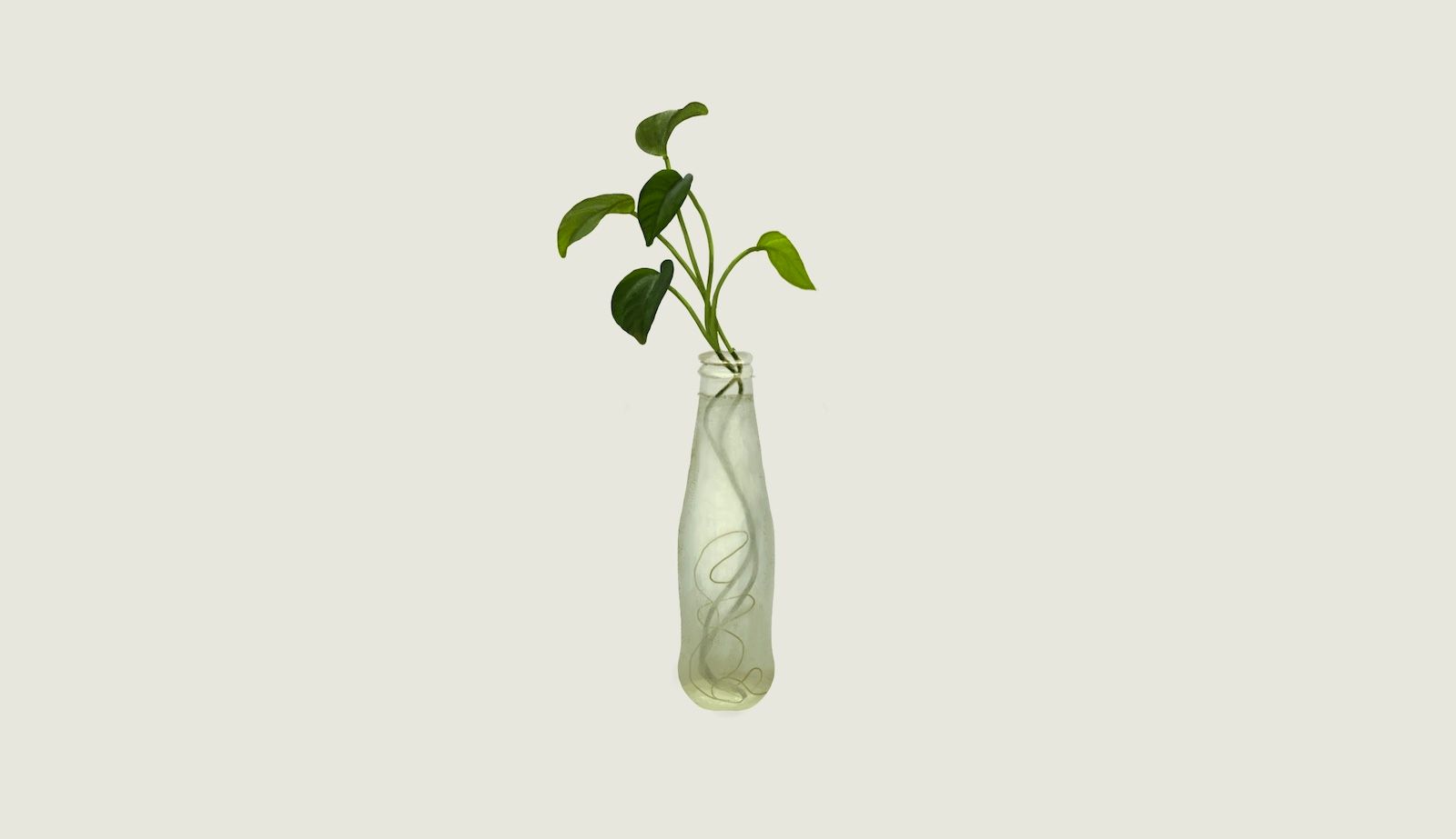 Money Plant in Glass Bottle